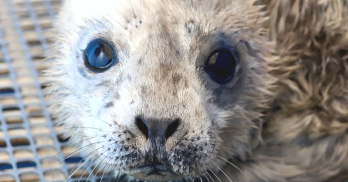 Premature harbor seal pup Bayne with blonde fur being cared for at marine rescue center