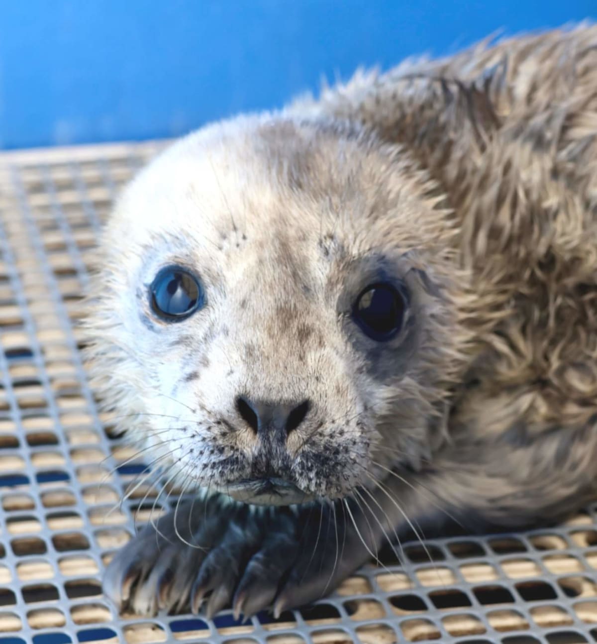 Oyster Farmers Rescue Seal Pup, Then Send Fresh Seafood Haul - Image 2