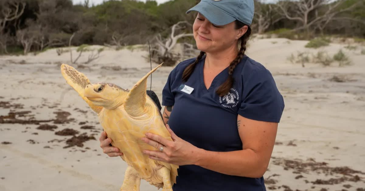 First Hybrid Sea Turtle Found After DNA Test Surprises Vets