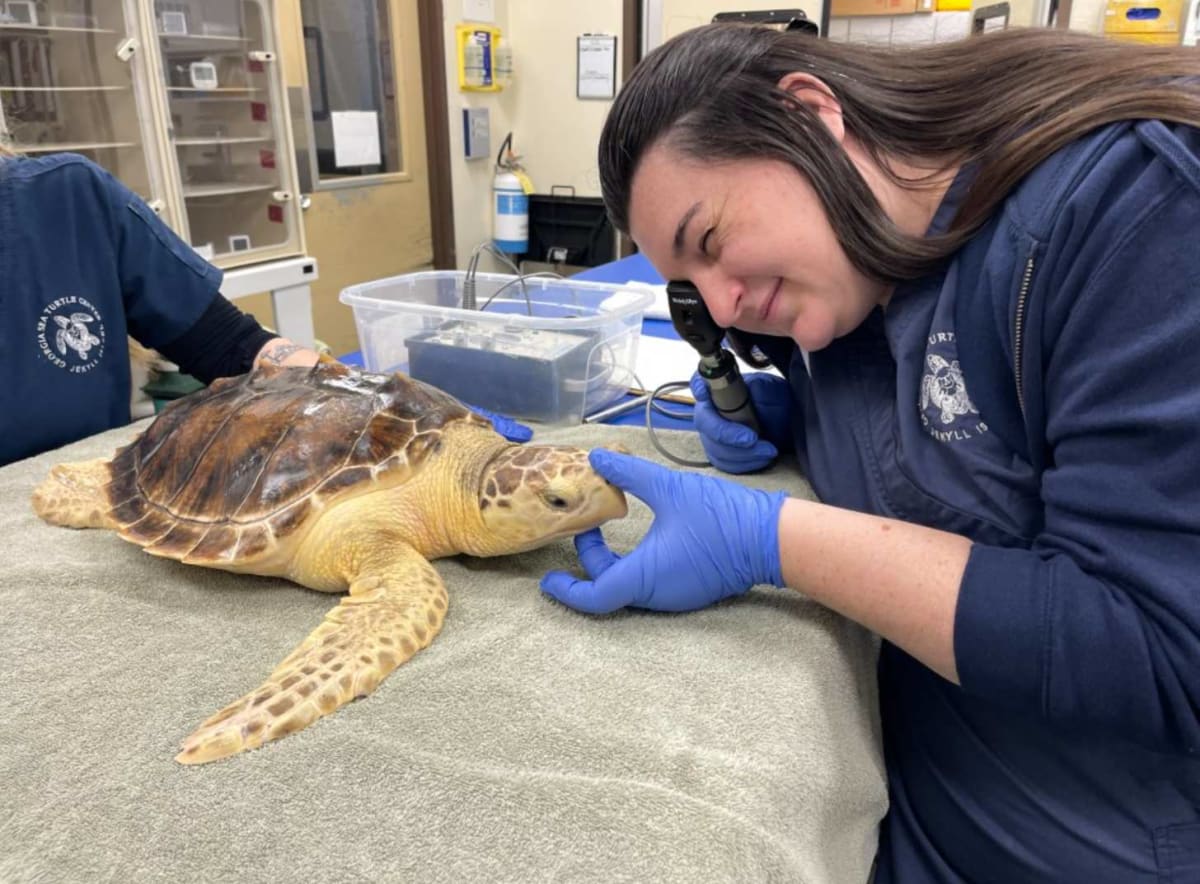 First Hybrid Sea Turtle Found After DNA Test Surprises Vets - Image 2