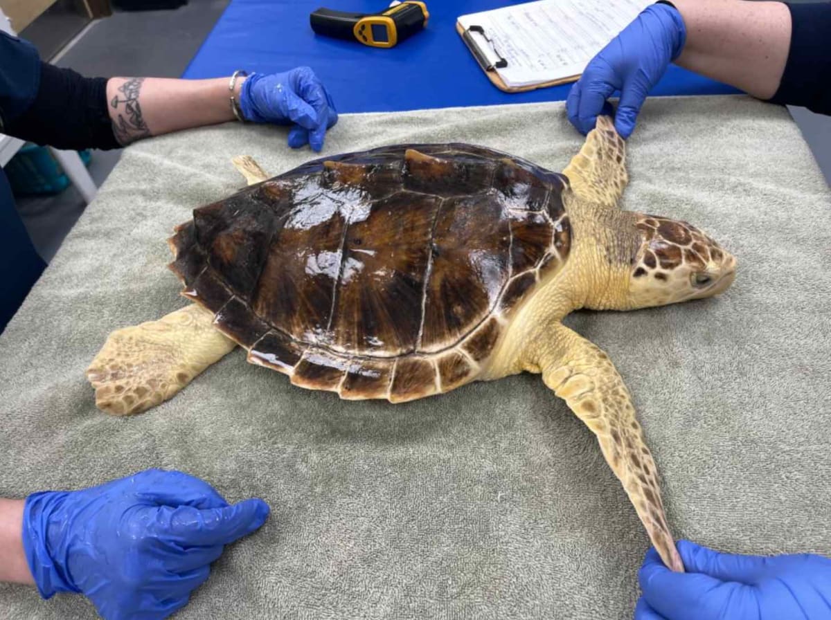 First Hybrid Sea Turtle Found After DNA Test Surprises Vets - Image 3