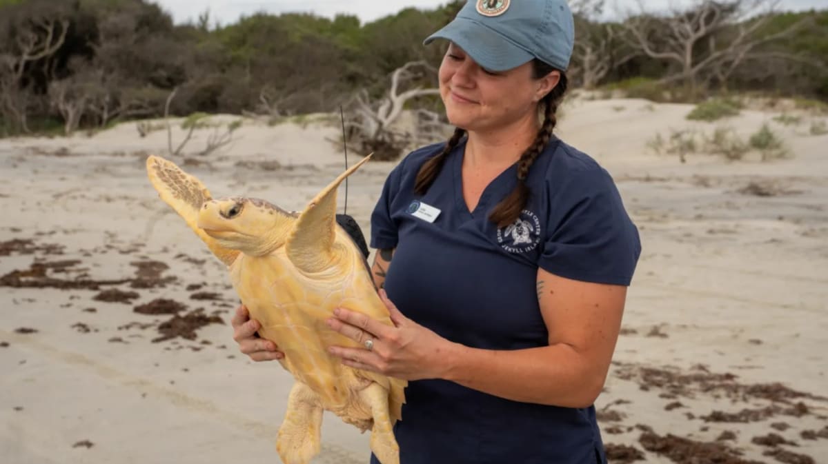 First Hybrid Sea Turtle Found After DNA Test Surprises Vets - Image 4