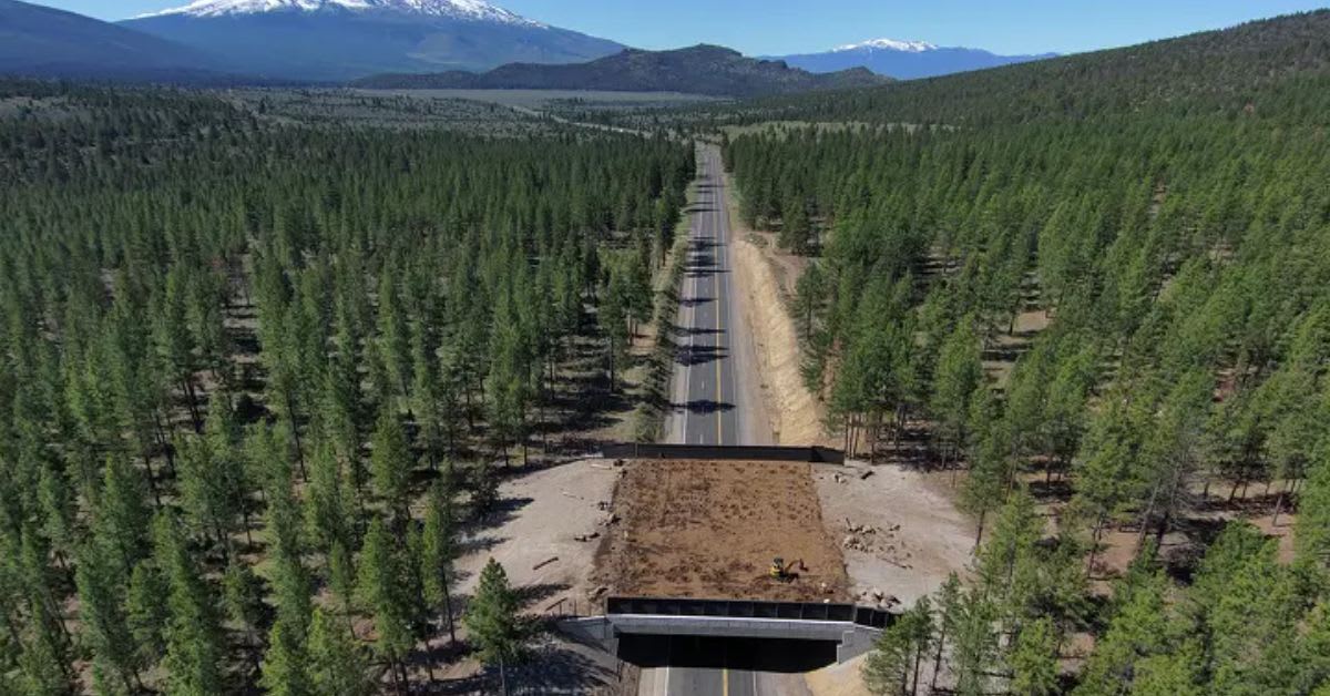 California Wildlife Bridge Works Before It's Even Finished