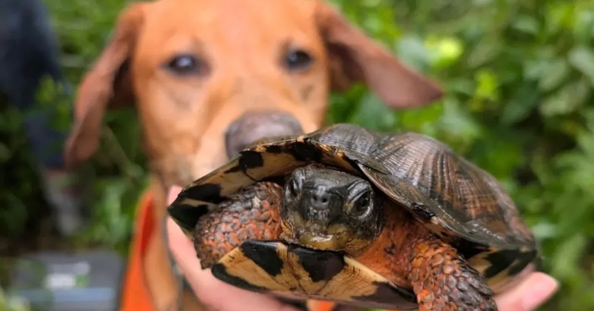Dogs Sniff Out Endangered Turtles Across New York Woods