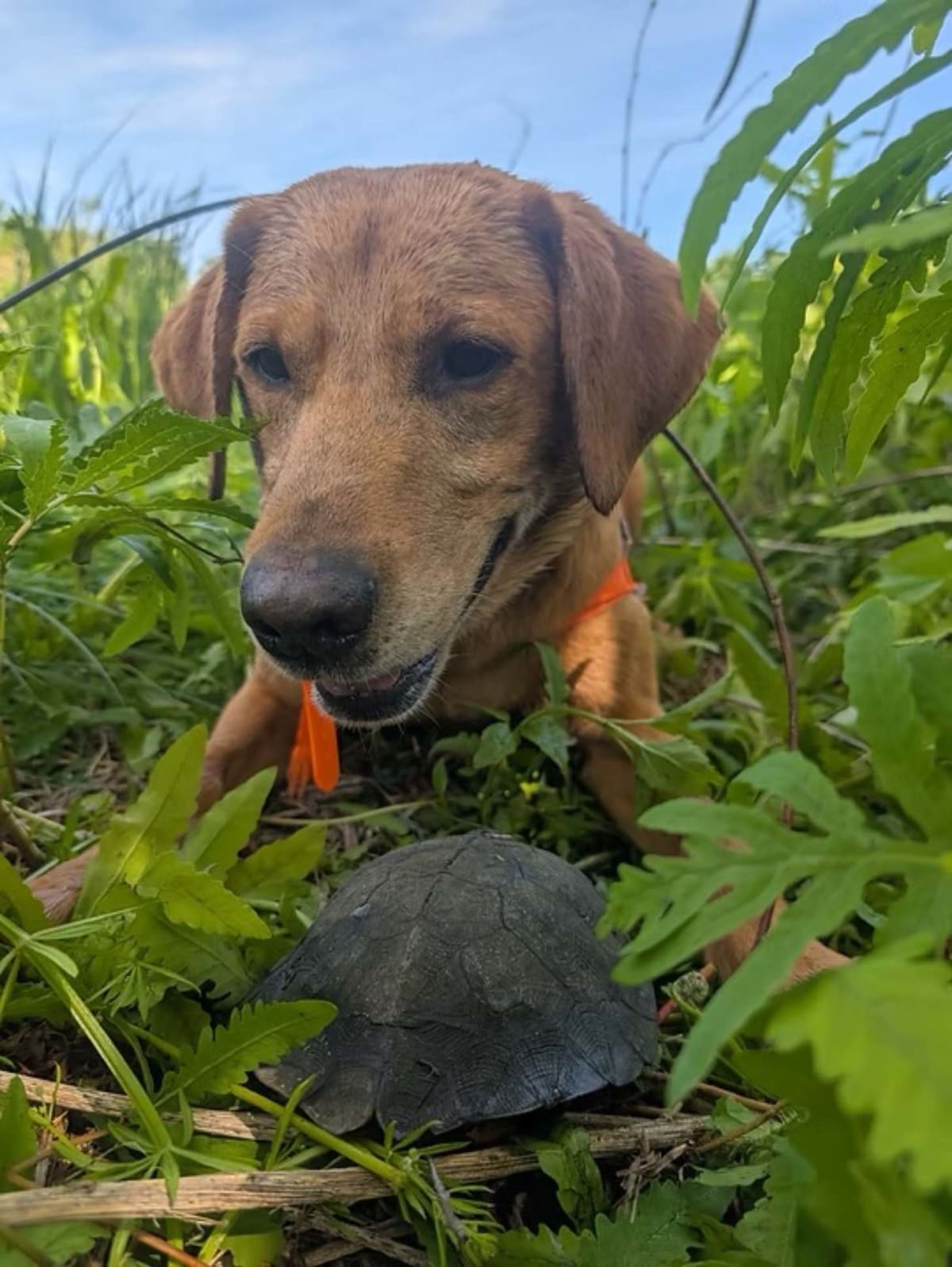 Turtle-Sniffing Dogs Save Endangered Species on Long Island - Image 2