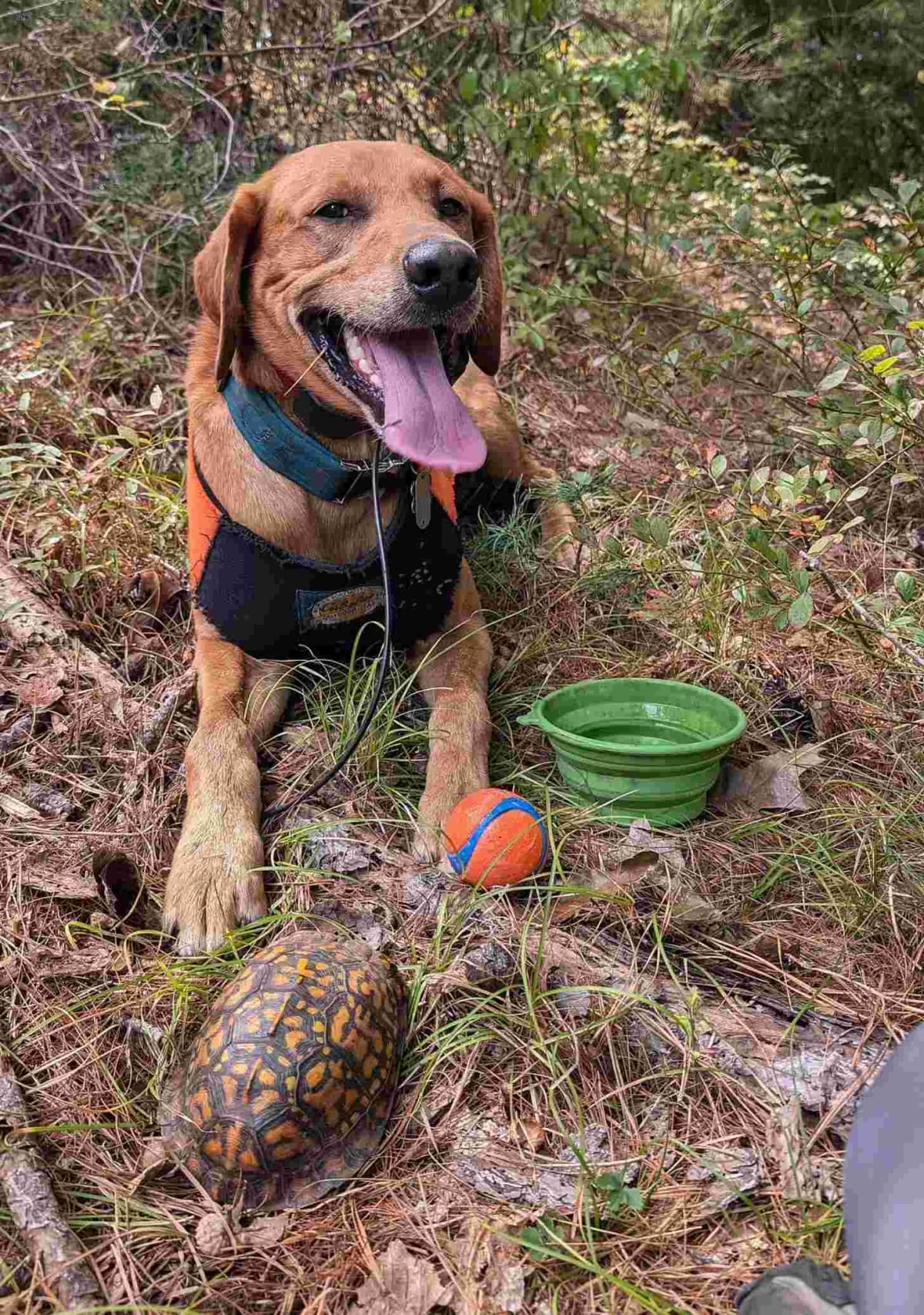 Turtle-Sniffing Dogs Save Endangered Species on Long Island - Image 4