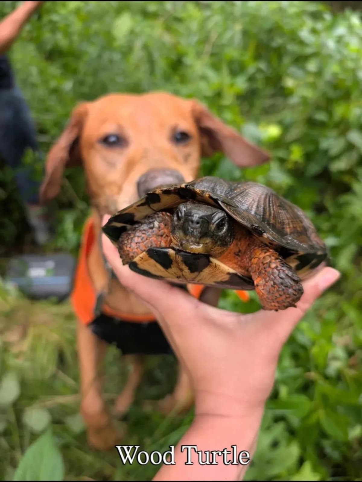 Turtle-Sniffing Dogs Save Endangered Species on Long Island - Image 5