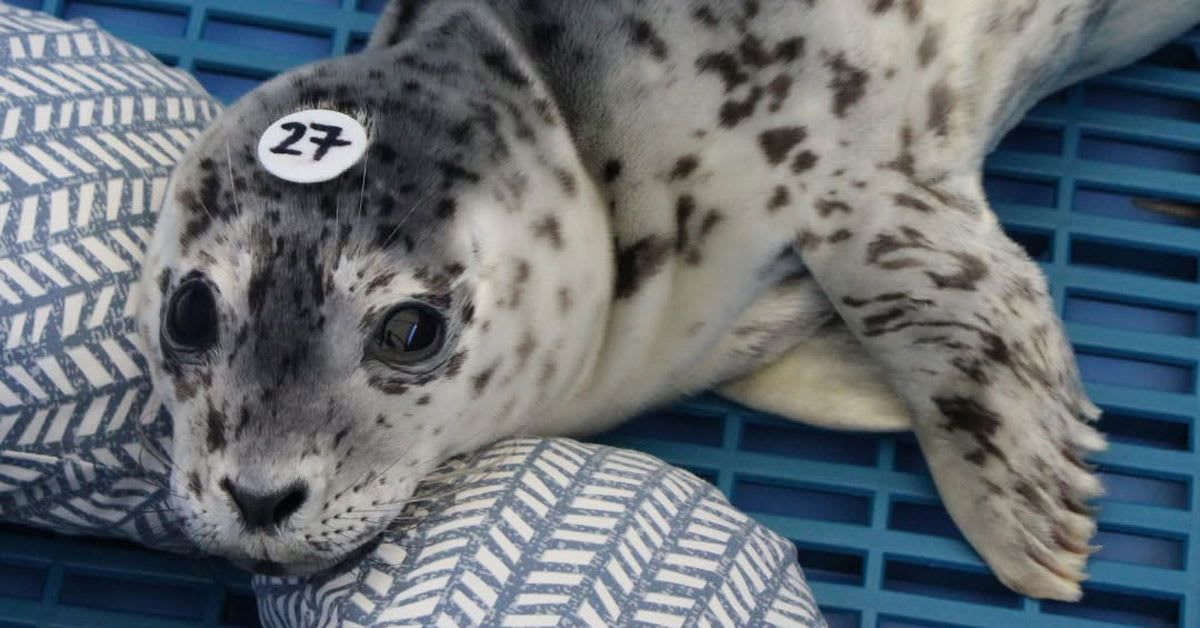 Nursing Pillows Save Abandoned Harbor Seal Pups in Washington