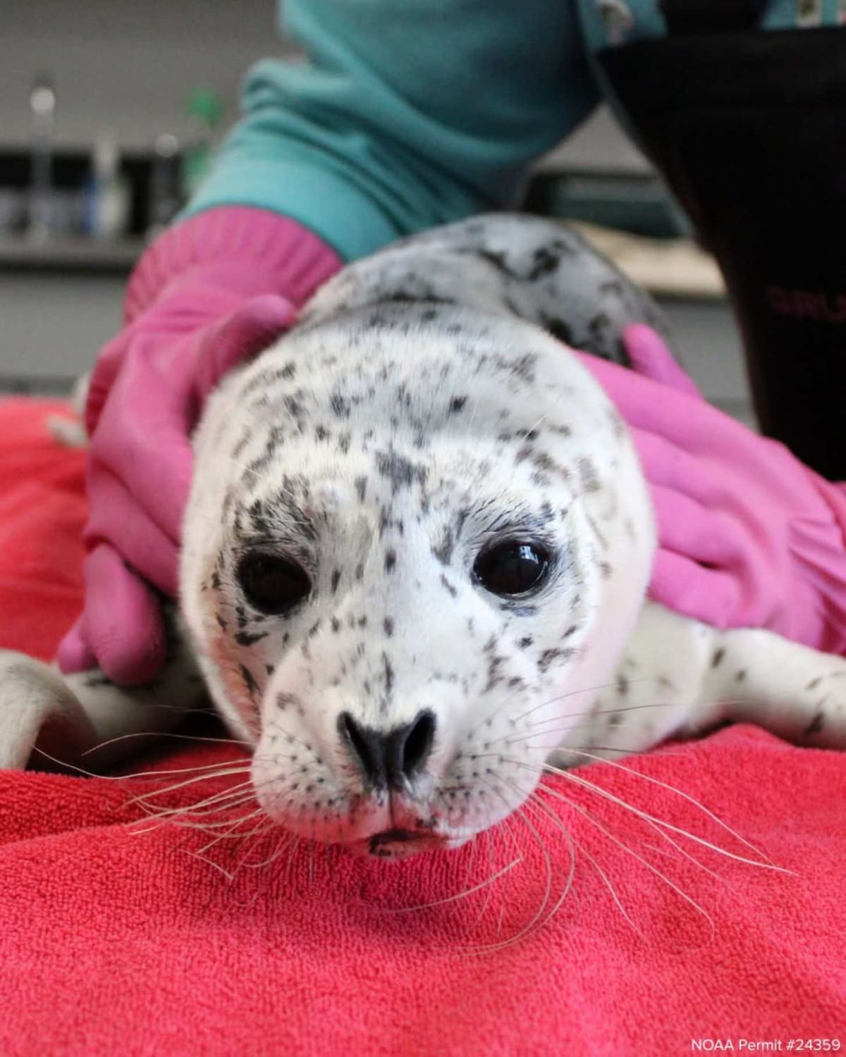 Nursing Pillows Save Abandoned Harbor Seal Pups in Washington - Image 2