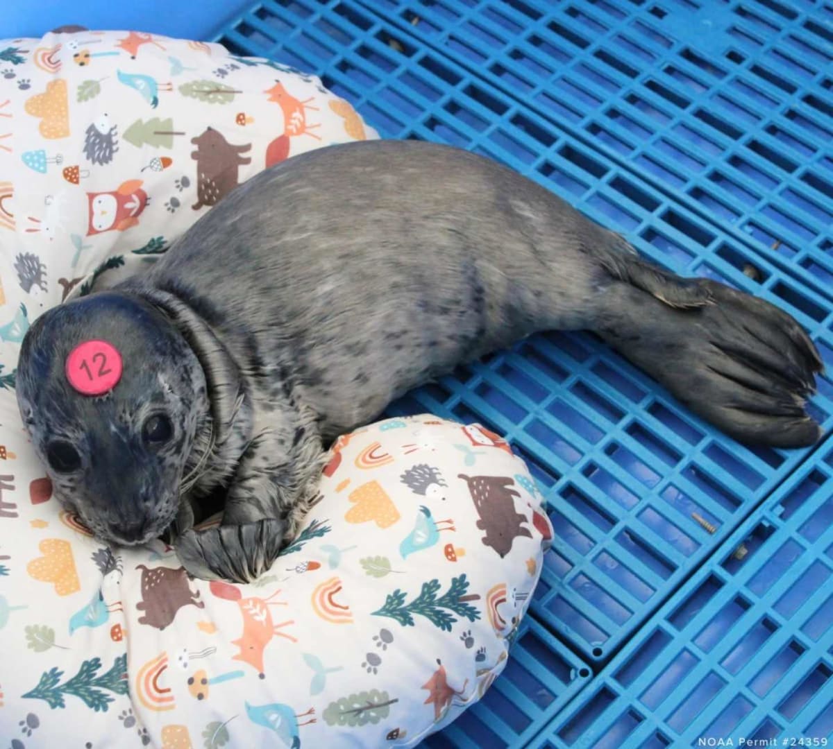 Nursing Pillows Save Abandoned Harbor Seal Pups in Washington - Image 3