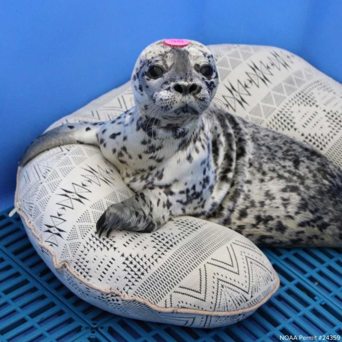 Nursing Pillows Save Abandoned Harbor Seal Pups in Washington - Image 4