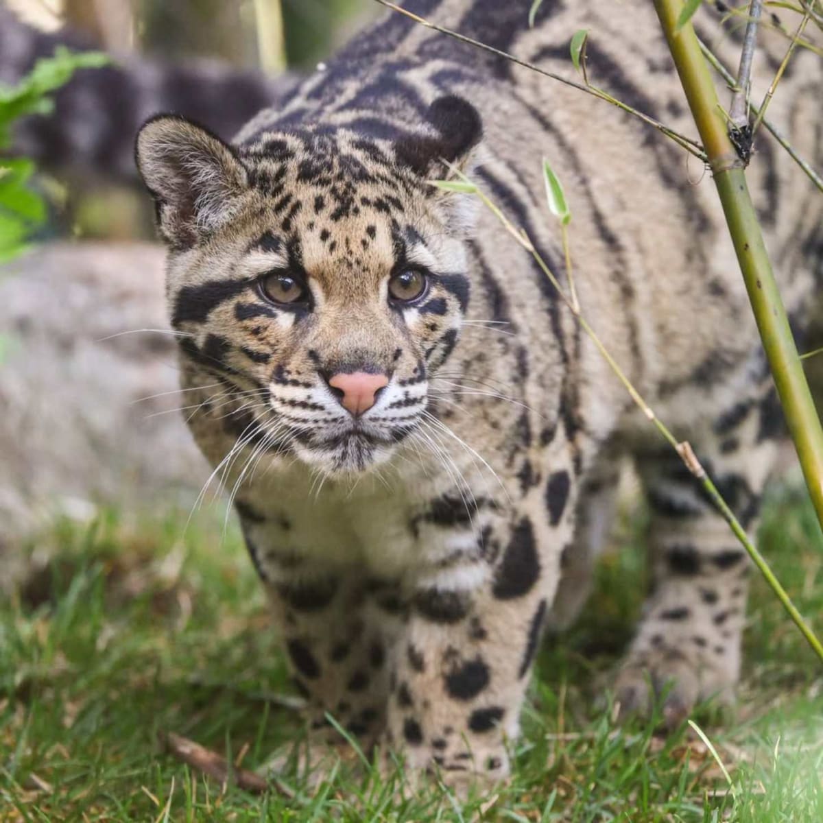 Clouded leopard resting at Nashville Zoo, one of the rare animals threatened by proposed development