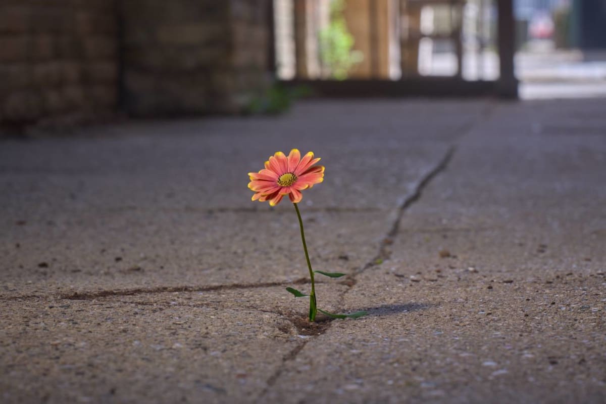 Wisconsin Plants Flowers in Sidewalks for Homeless LGBTQ+ Youth - Image 2