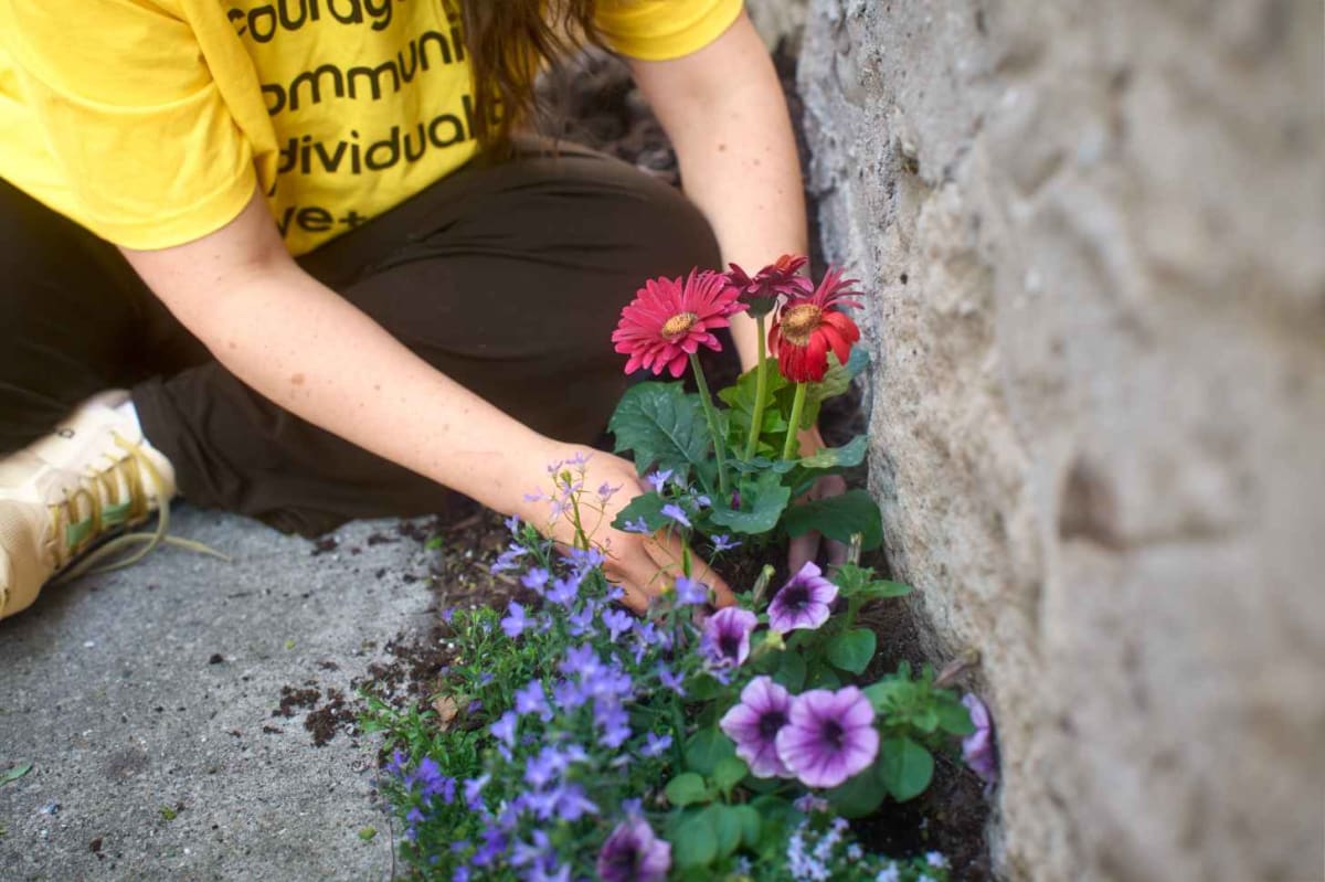 Wisconsin Plants Flowers in Sidewalks for Homeless LGBTQ+ Youth - Image 4