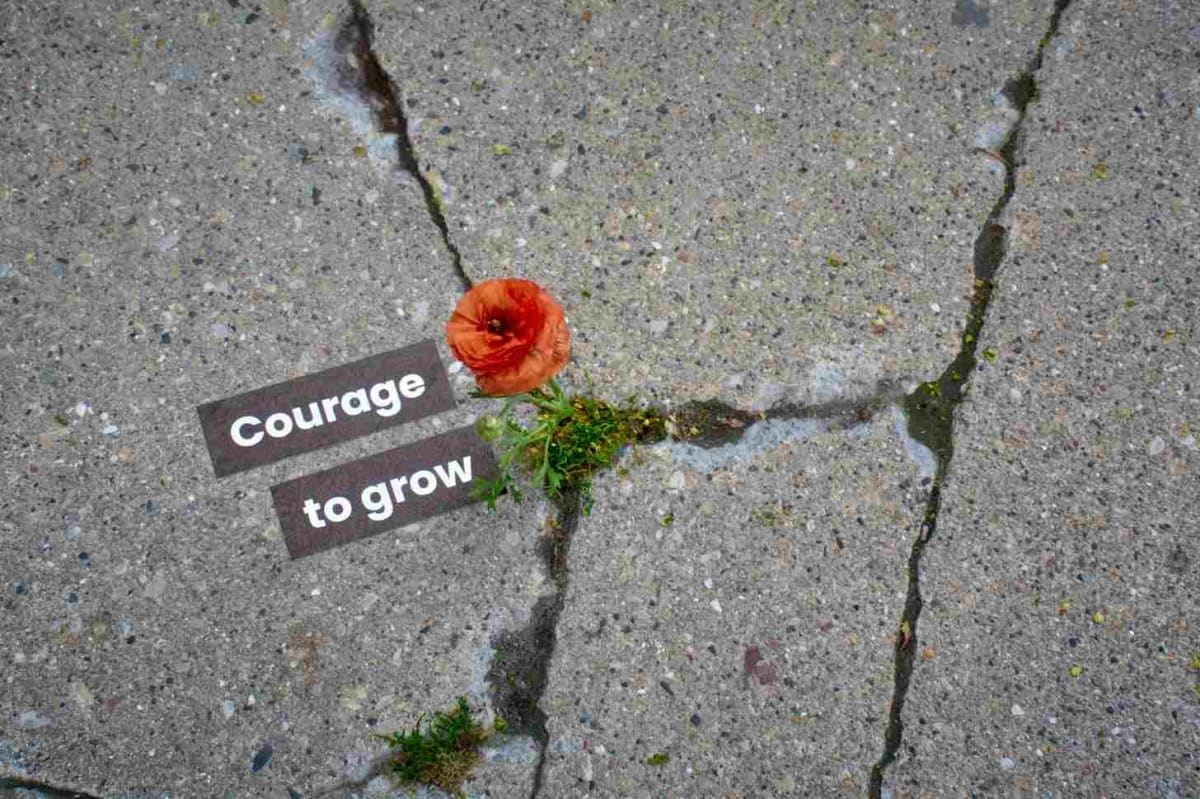 Wisconsin Plants Flowers in Sidewalks for Homeless LGBTQ+ Youth - Image 5