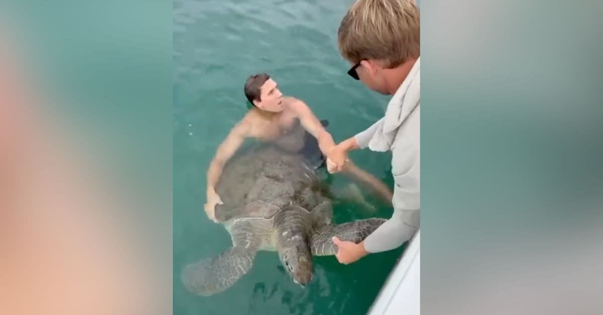 Four men carefully lifting a large green sea turtle onto a wooden pier in Florida
