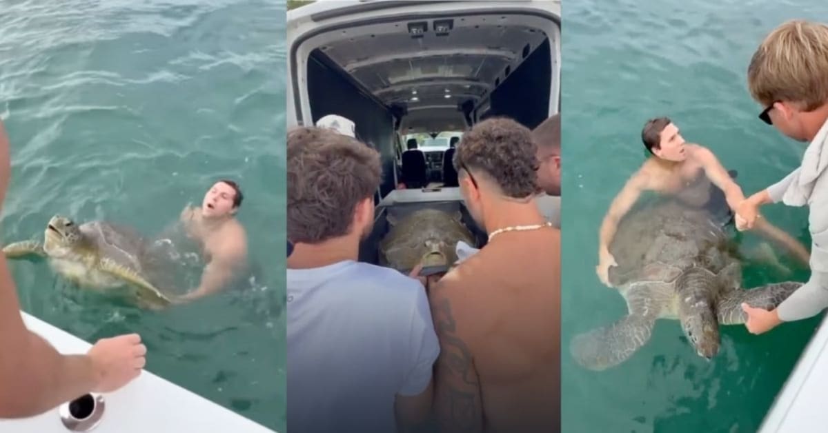Four Boaters Rescue 324-Pound Sea Turtle in Florida - Image 2