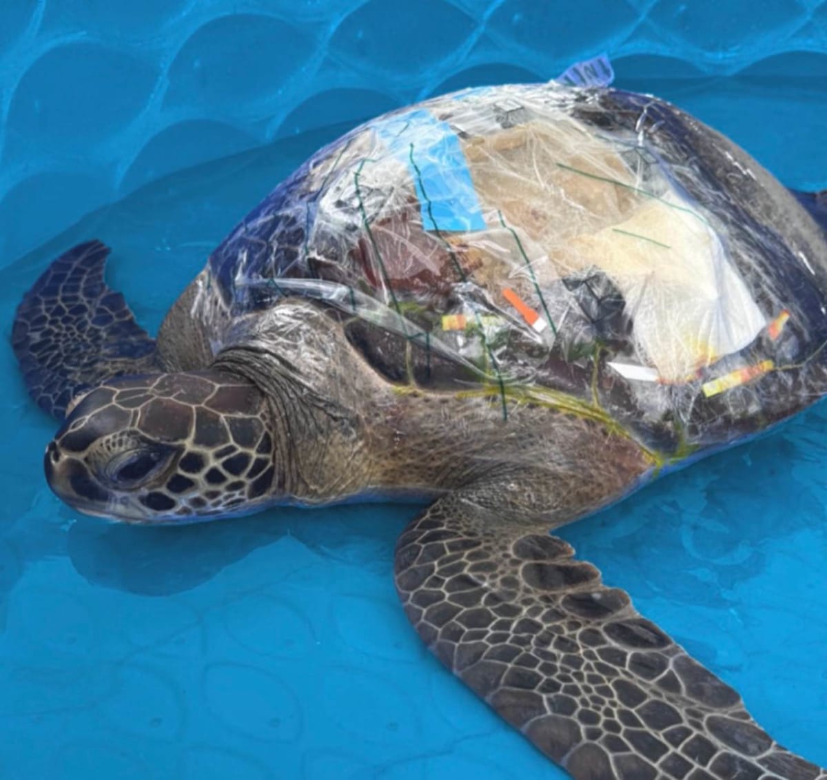 Four Boaters Rescue 324-Pound Sea Turtle in Florida - Image 3