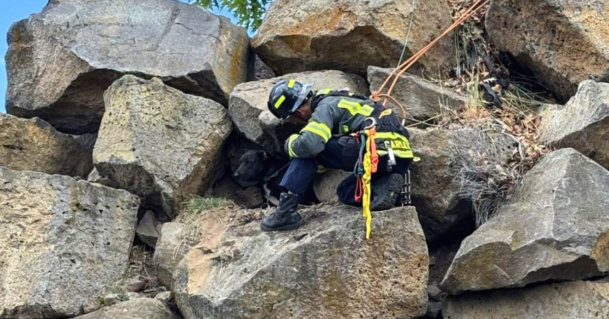 Firefighter rappelling down rocky cliff to rescue dark-colored dog on narrow ledge
