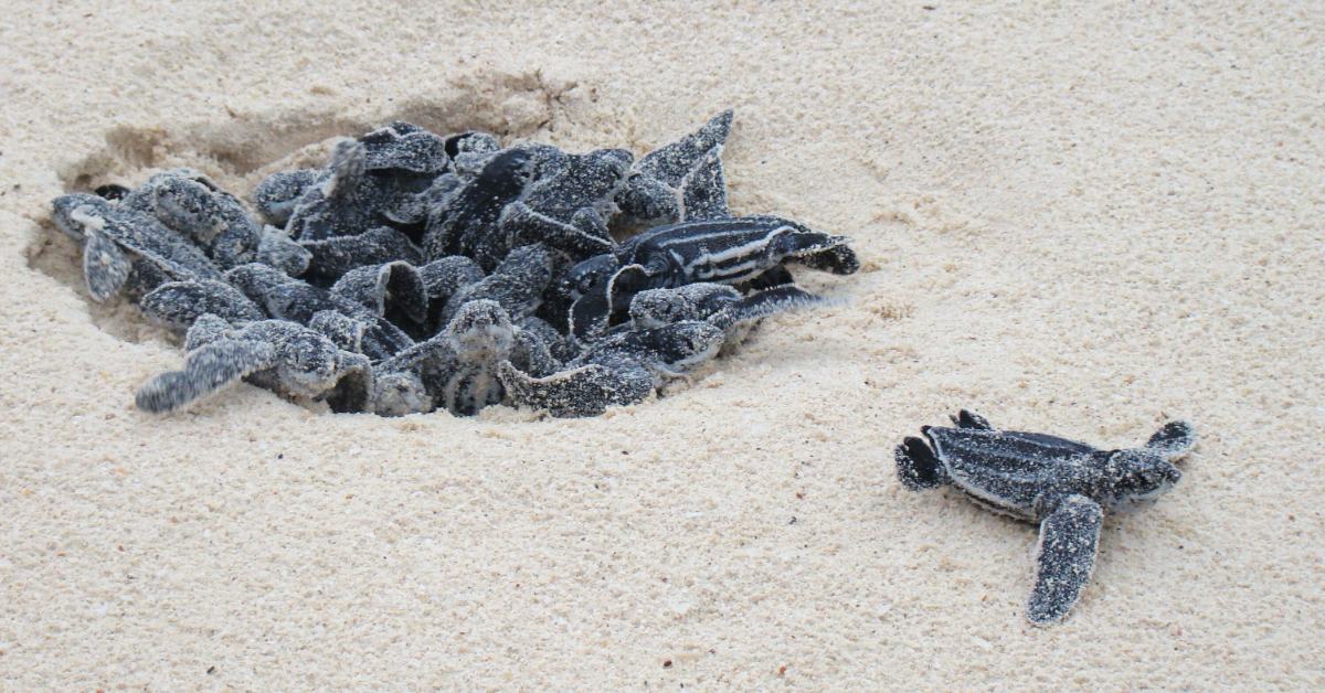 Florida Logs Record 42 Leatherback Turtle Nests This Year