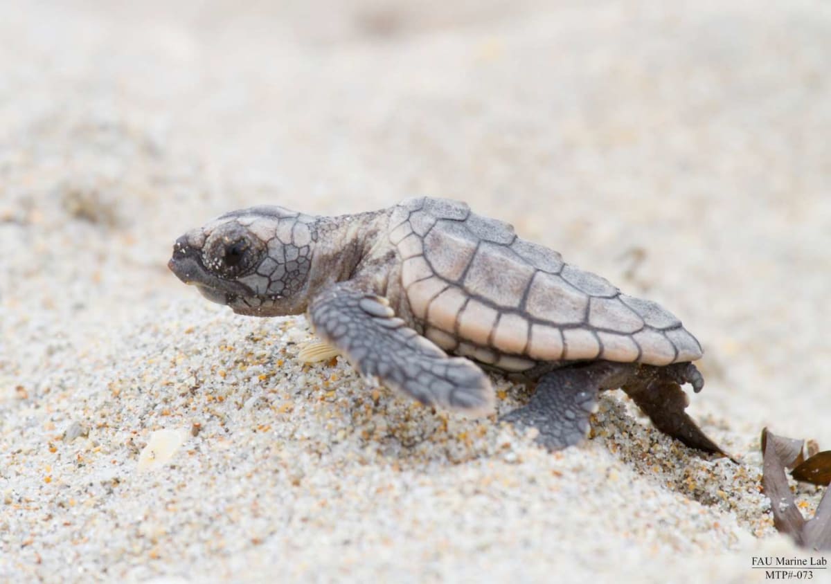 Florida Logs Record 42 Leatherback Turtle Nests This Year - Image 2