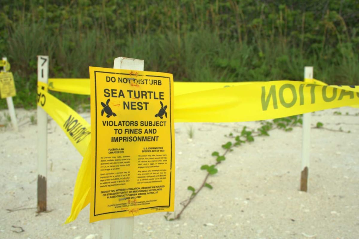 Florida Logs Record 42 Leatherback Turtle Nests This Year - Image 3