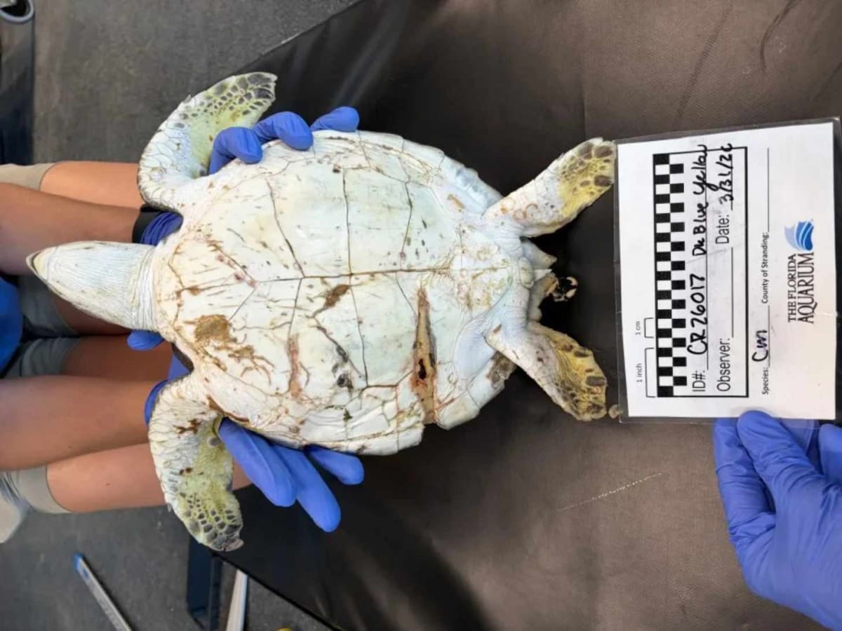 Injured Sea Turtle Beats Odds After Worst Boat Strike Ever - Image 3