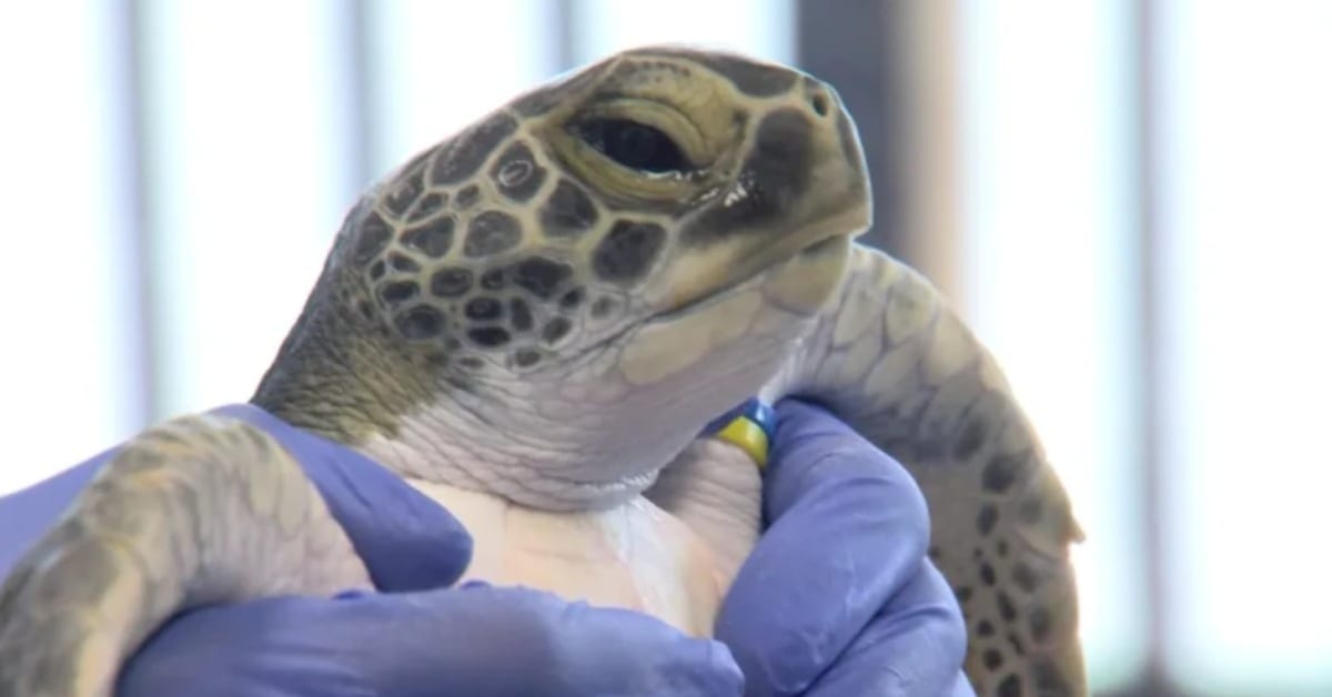 Injured Sea Turtle Beats Odds After Worst Boat Strike Ever - Image 2
