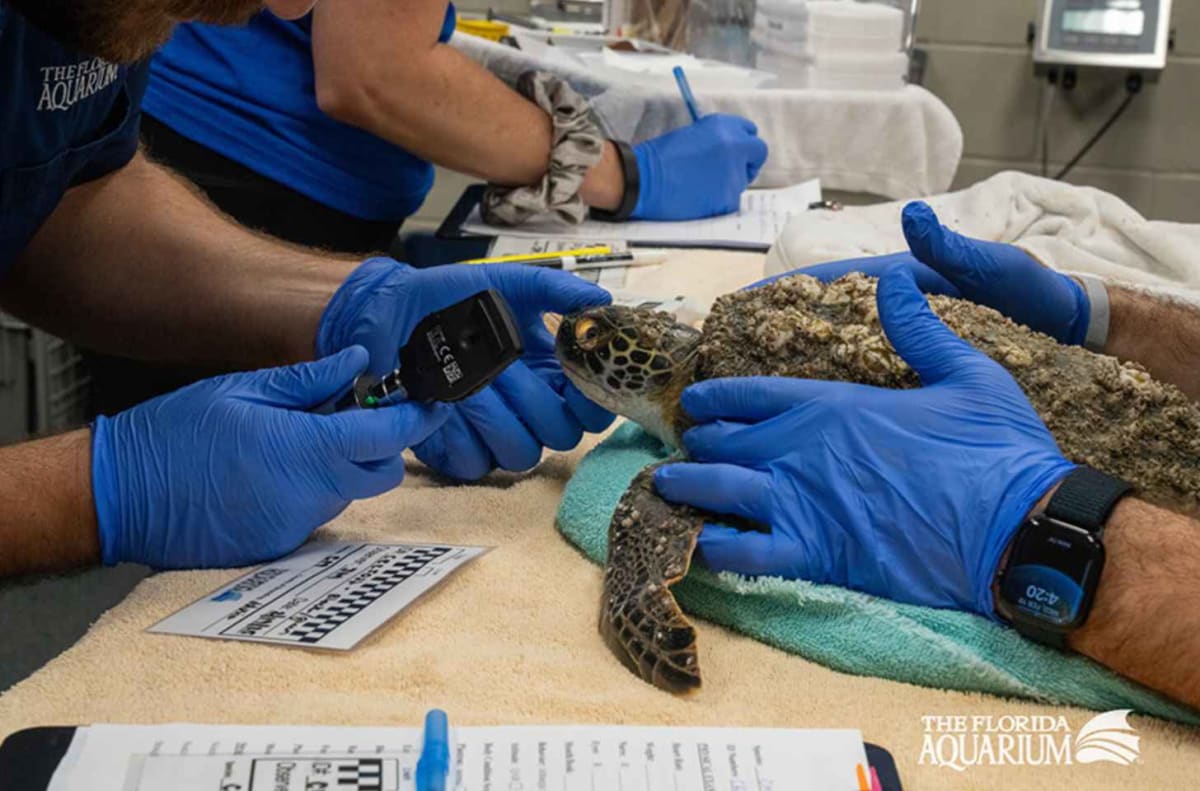 Injured Sea Turtle Beats Odds After Worst Boat Strike Ever - Image 4