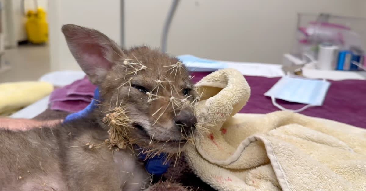 Coyote Pup Saved After Falling Into Cactus in Arizona
