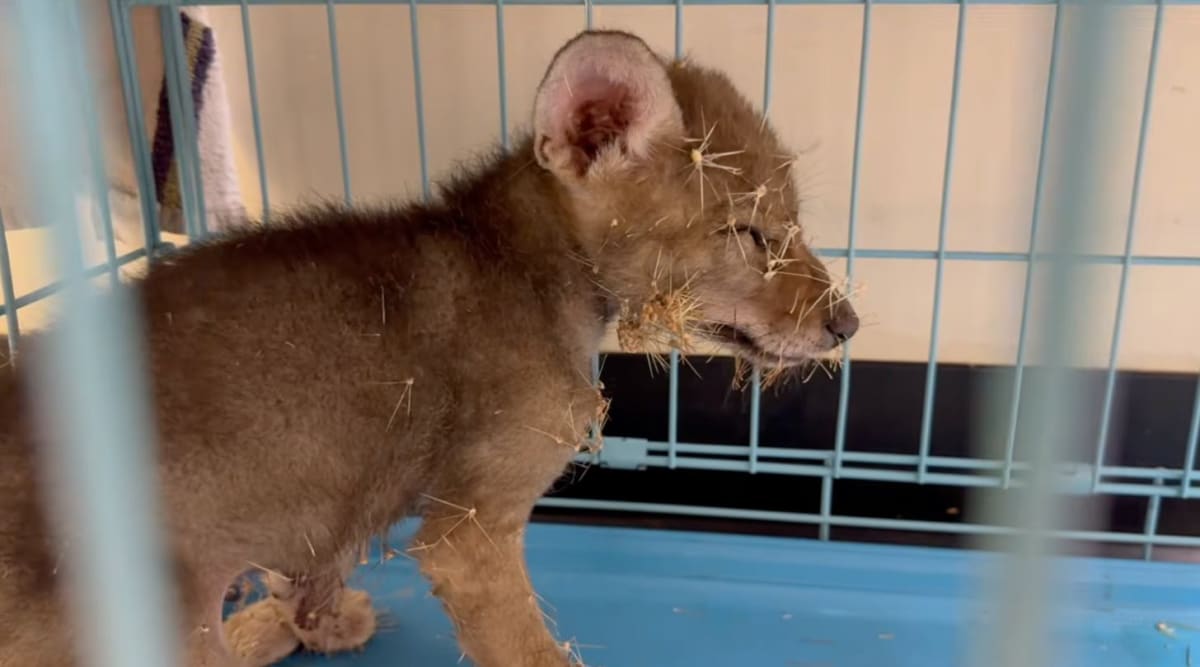Coyote Pup Saved After Falling Into Cactus in Arizona - Image 2