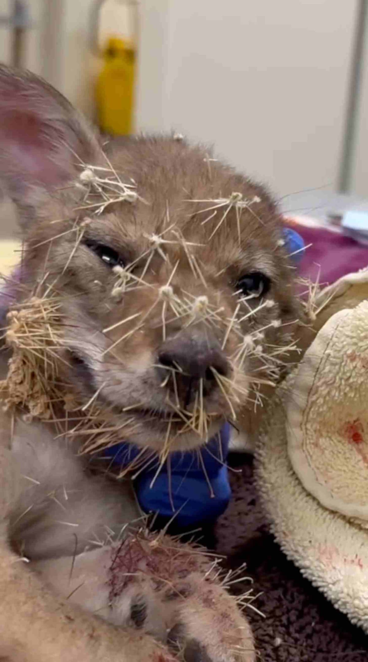 Coyote Pup Saved After Falling Into Cactus in Arizona - Image 3