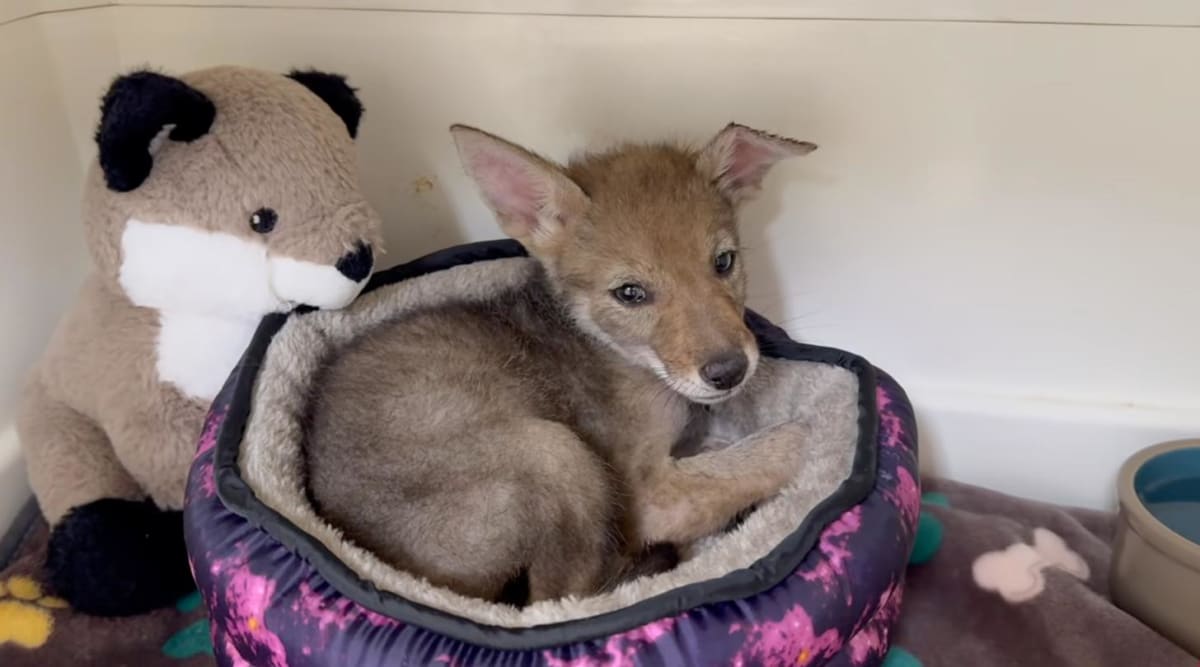 Coyote Pup Saved After Falling Into Cactus in Arizona - Image 4