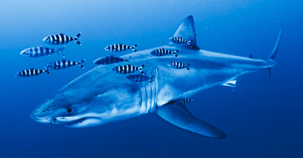 Great white shark swimming near divers removing abandoned fishing nets from Mediterranean shipwreck