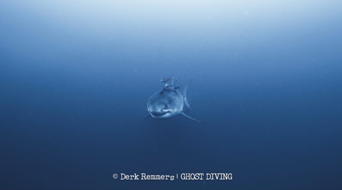 Divers Remove Ghost Nets, Meet Rare Great White Shark - Image 3