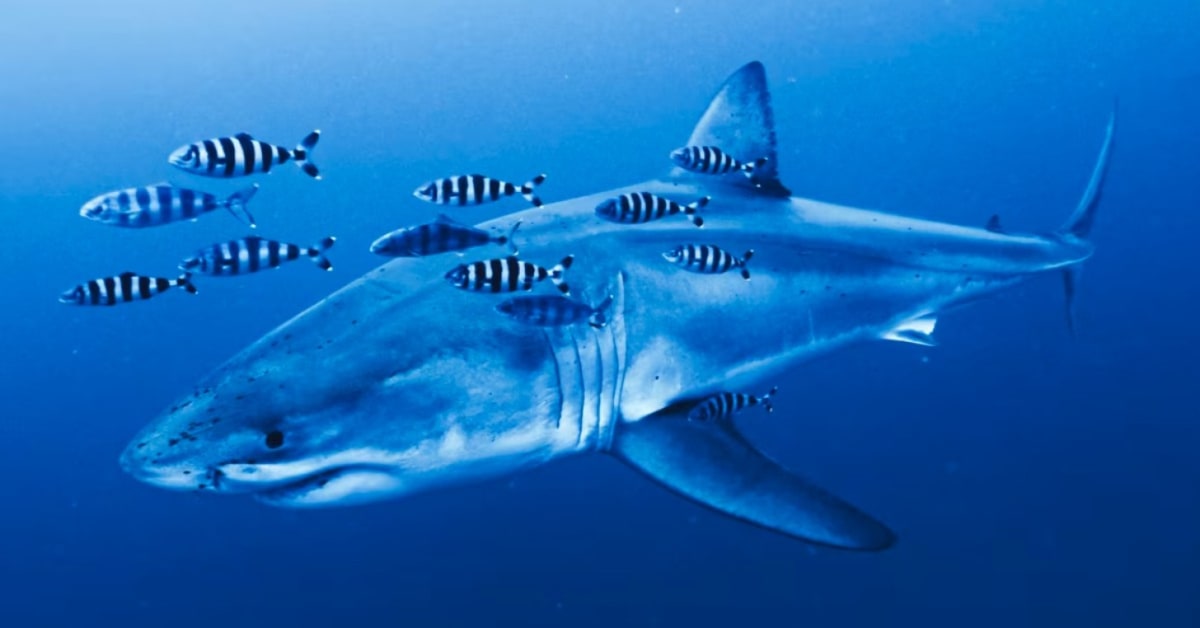 Divers Remove Ghost Nets, Meet Rare Great White Shark - Image 4