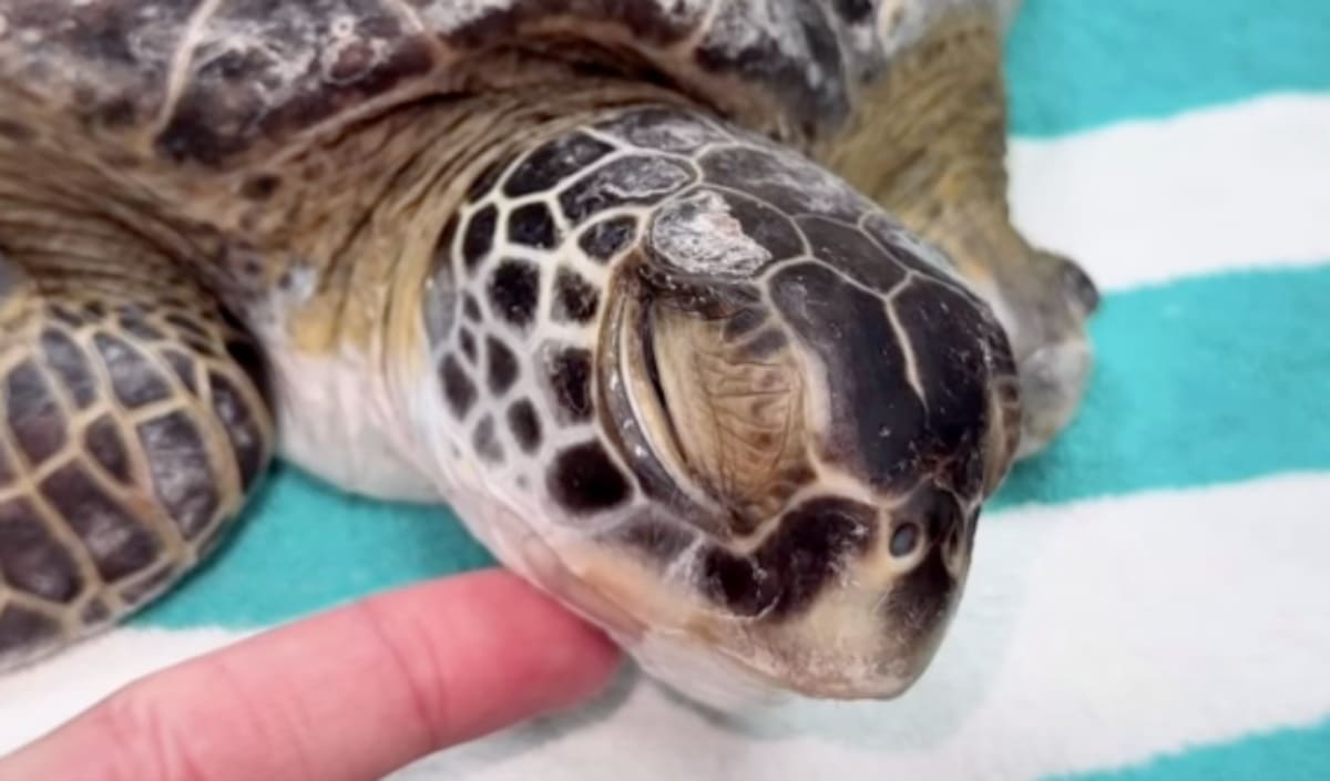 Green sea turtle Kraken receiving vacuum therapy treatment for crushed shell at Abu Dhabi aquarium