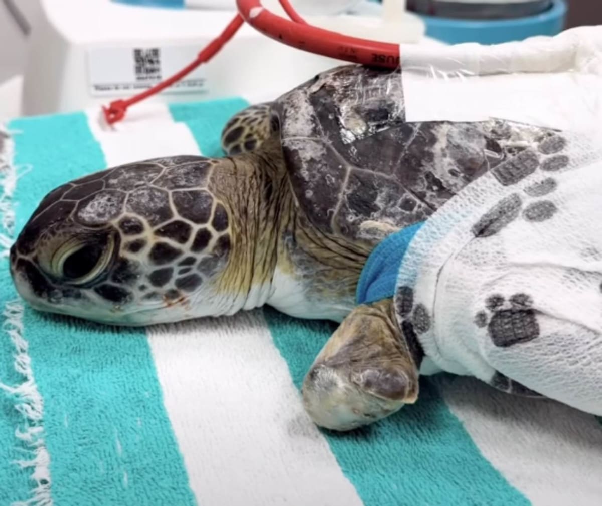 Sea Turtle Kraken Survives Boat Strike With Vacuum Therapy - Image 2