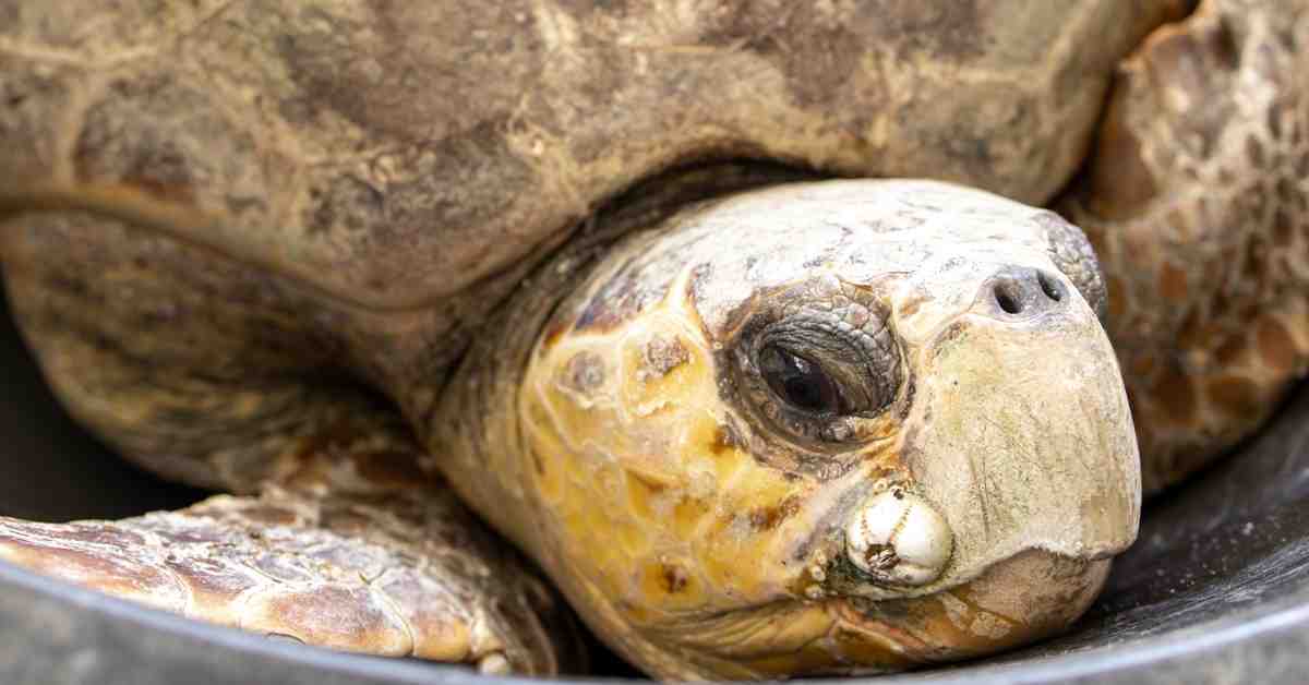 Volunteers Rescue 172-Pound Sea Turtle With 4 Hooks Embedded