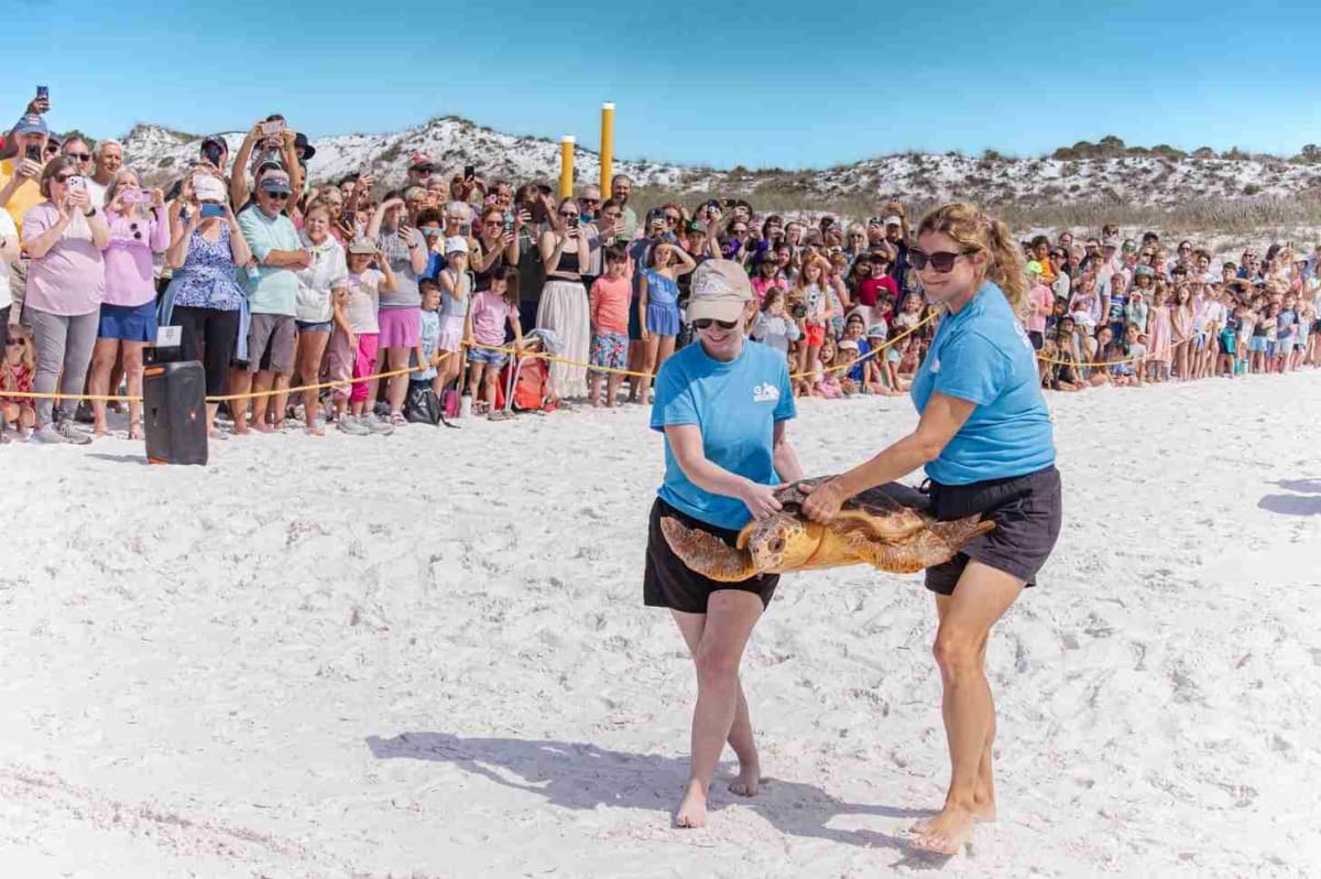 Volunteers Rescue 172-Pound Sea Turtle With 4 Hooks Embedded - Image 2