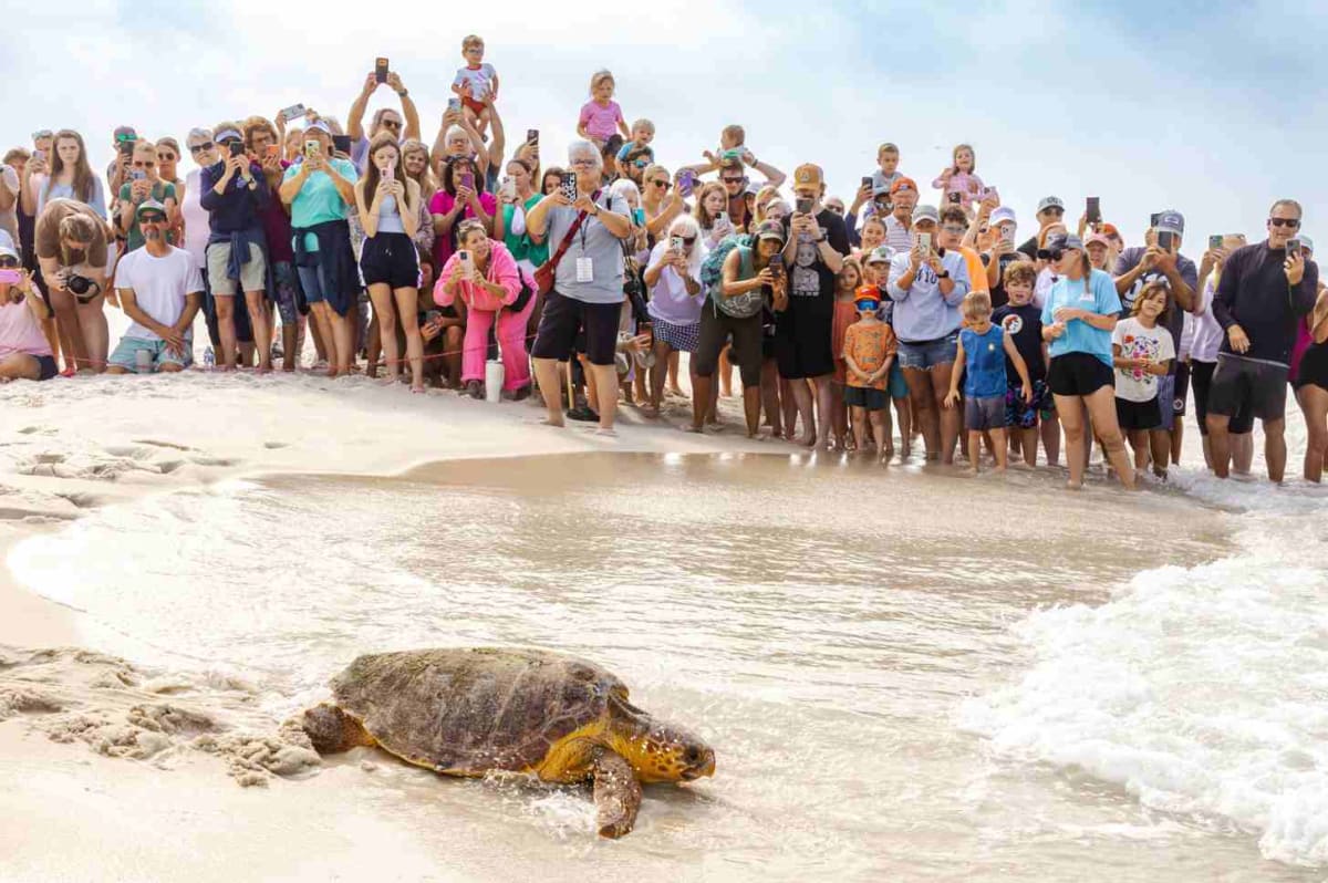 Volunteers Rescue 172-Pound Sea Turtle With 4 Hooks Embedded - Image 3