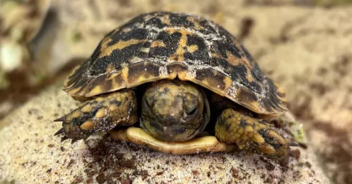 Critically Endangered Pancake Tortoise Hatches in UK