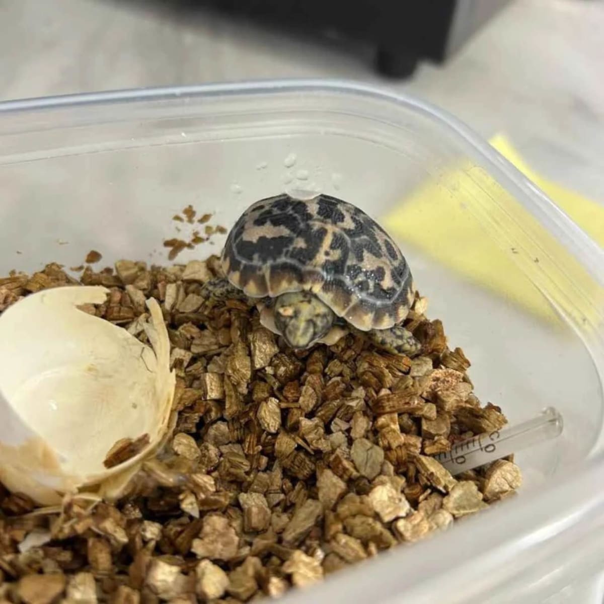 Critically Endangered Pancake Tortoise Hatches in UK - Image 2