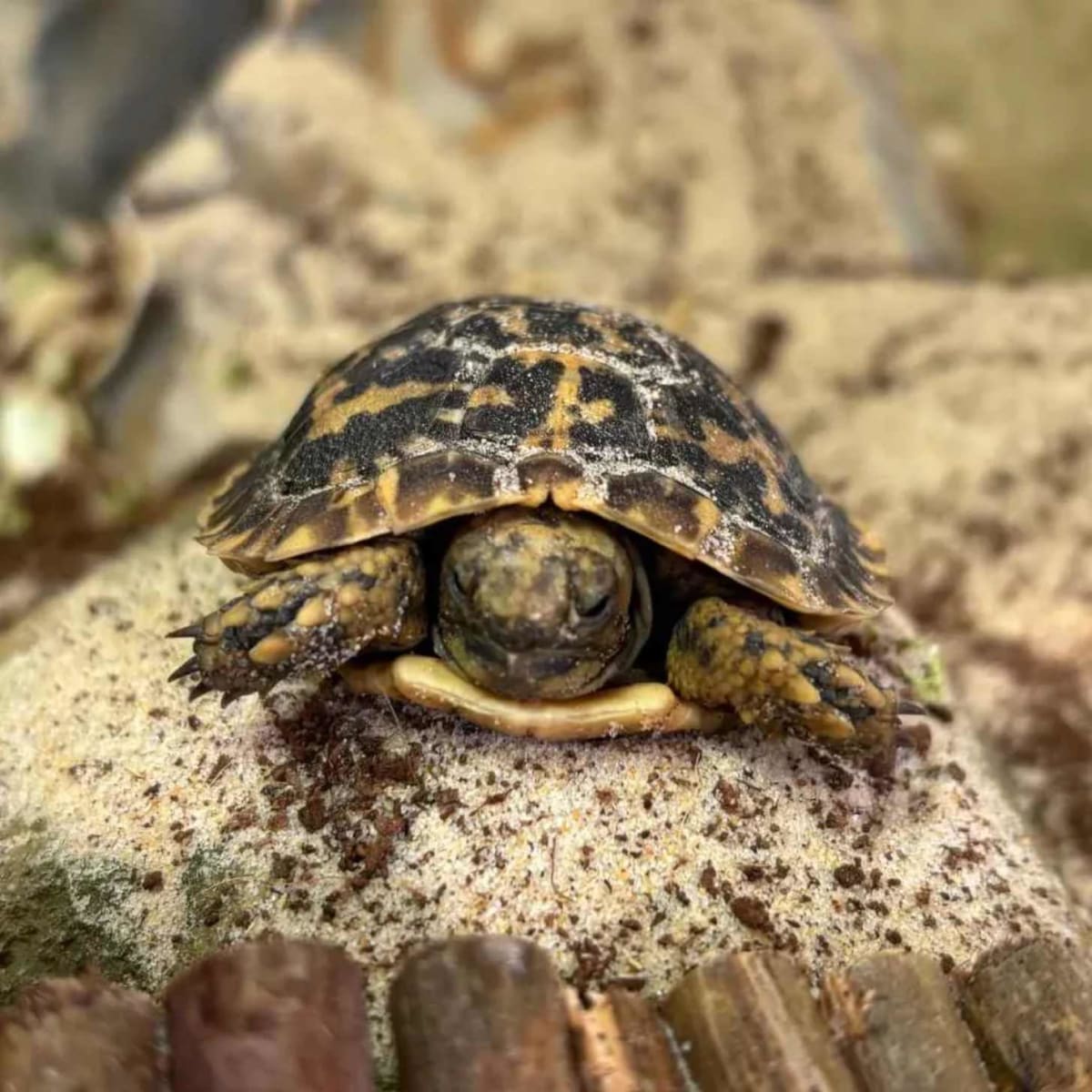 Critically Endangered Pancake Tortoise Hatches in UK - Image 3