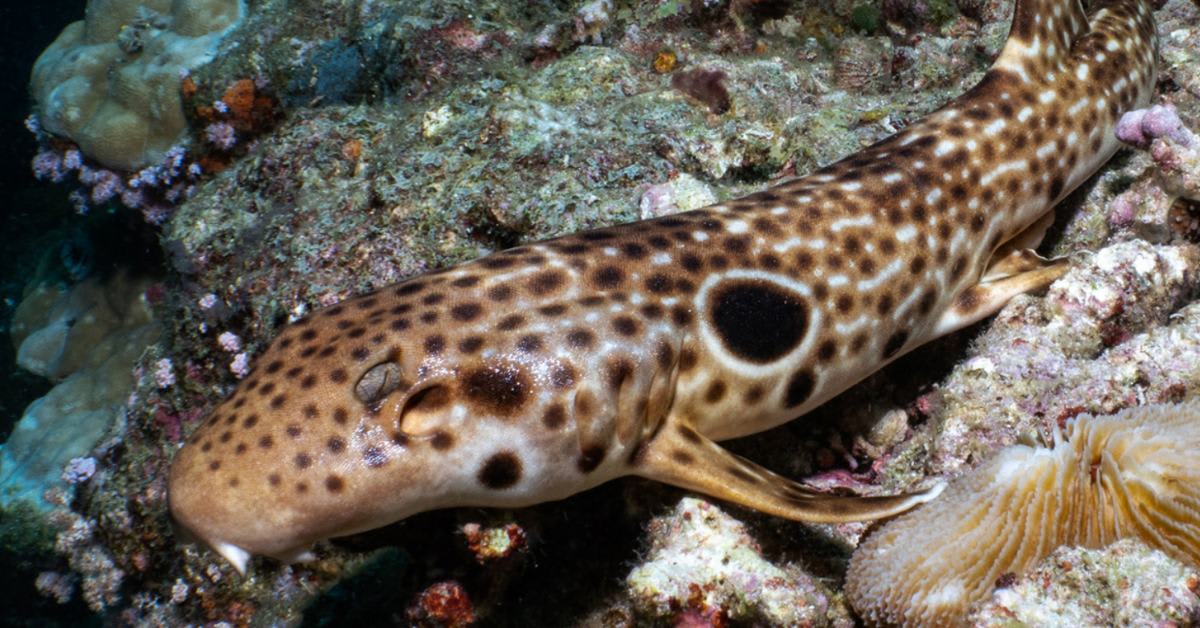 Students Discover New 'Walking Shark' Species in Papua New Guinea