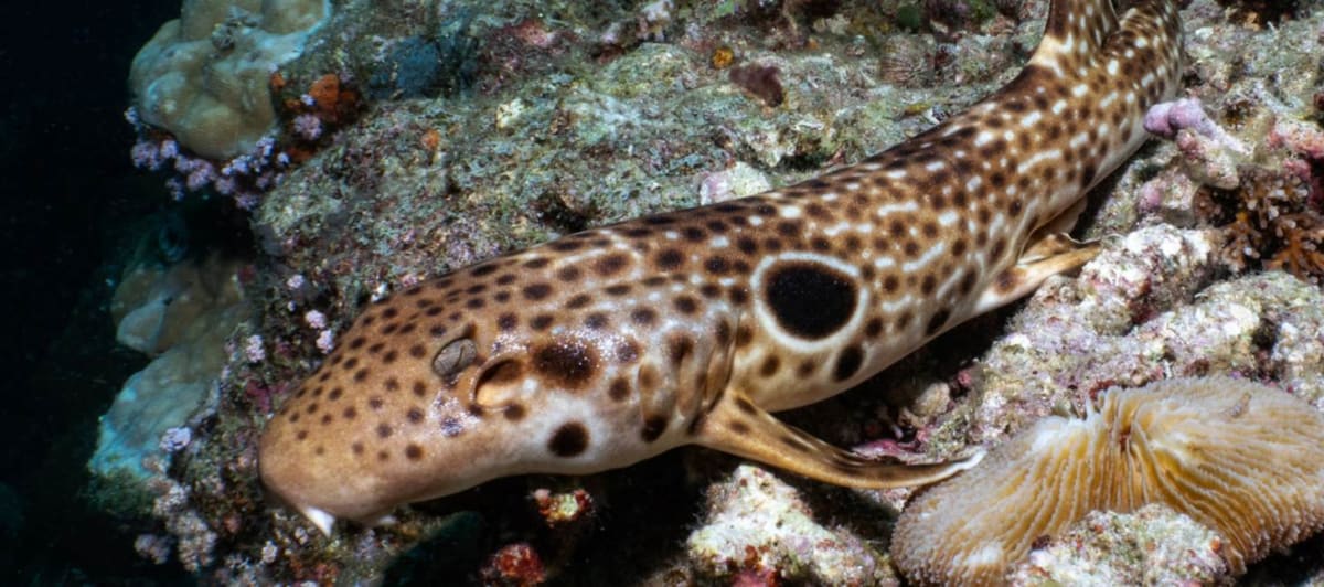 Students Discover New 'Walking Shark' Species in Papua New Guinea - Image 2