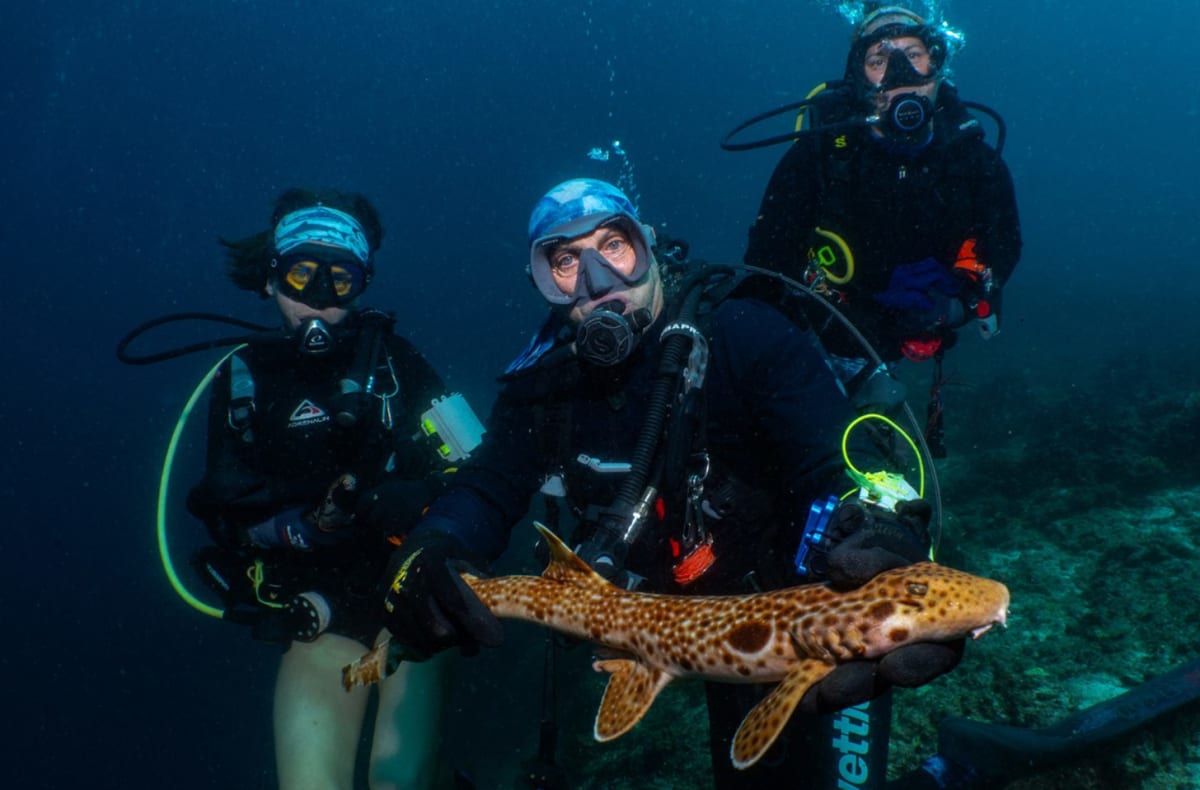 Students Discover New 'Walking Shark' Species in Papua New Guinea - Image 3