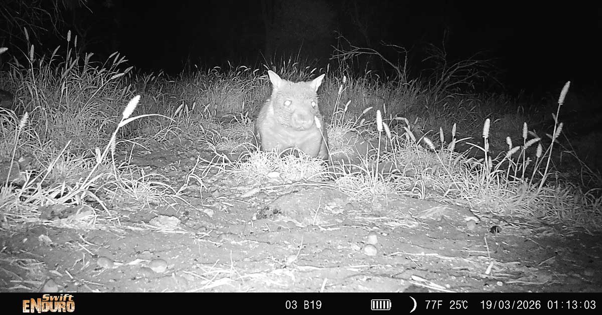 Northern hairy-nosed wombat mother with visible pouch bulge carrying joey in Queensland refuge