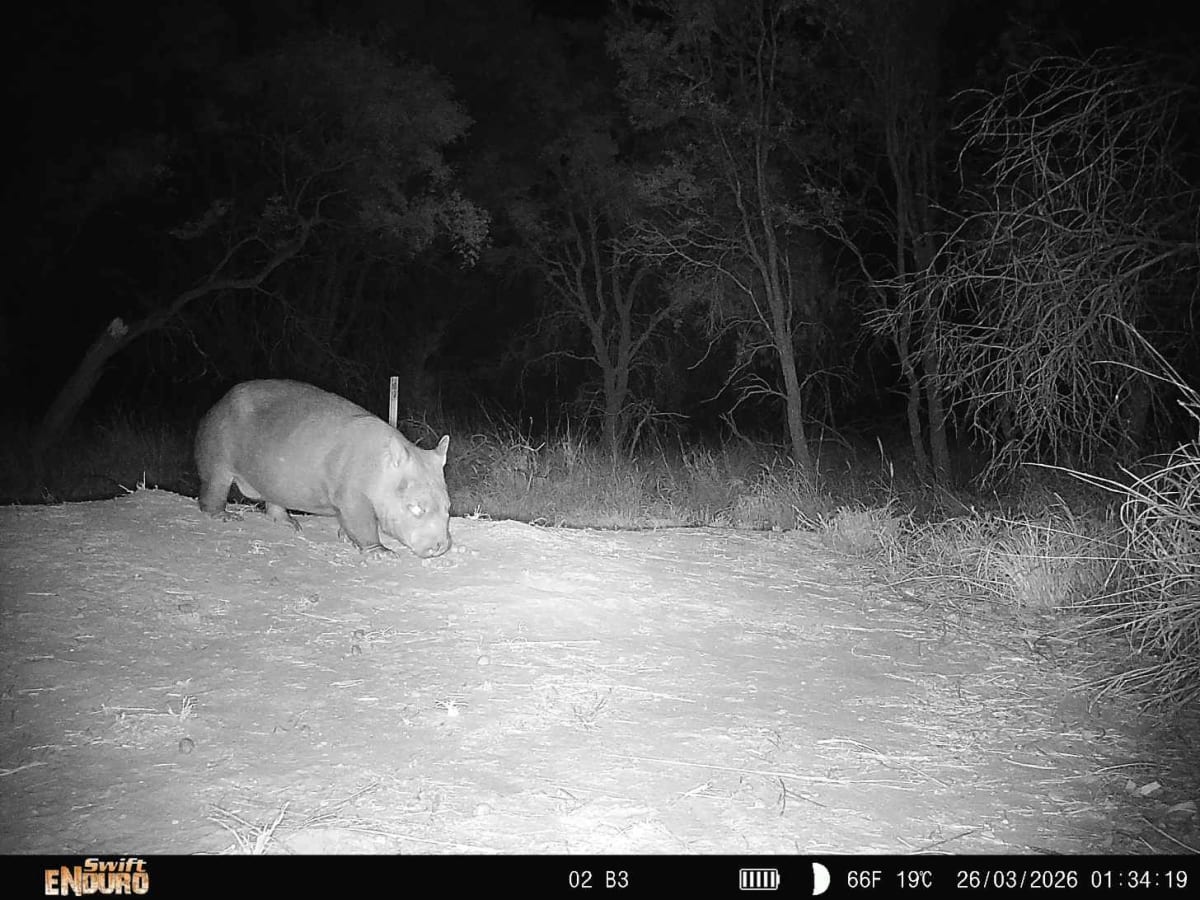 Rare Wombat Baby Brings Hope to Critically Endangered Species - Image 2