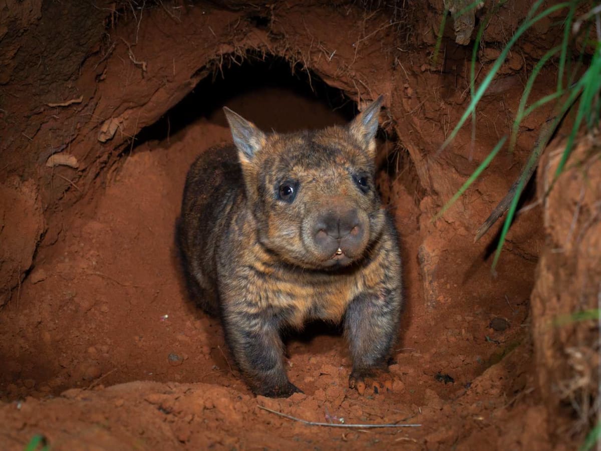 Rare Wombat Baby Brings Hope to Critically Endangered Species - Image 3